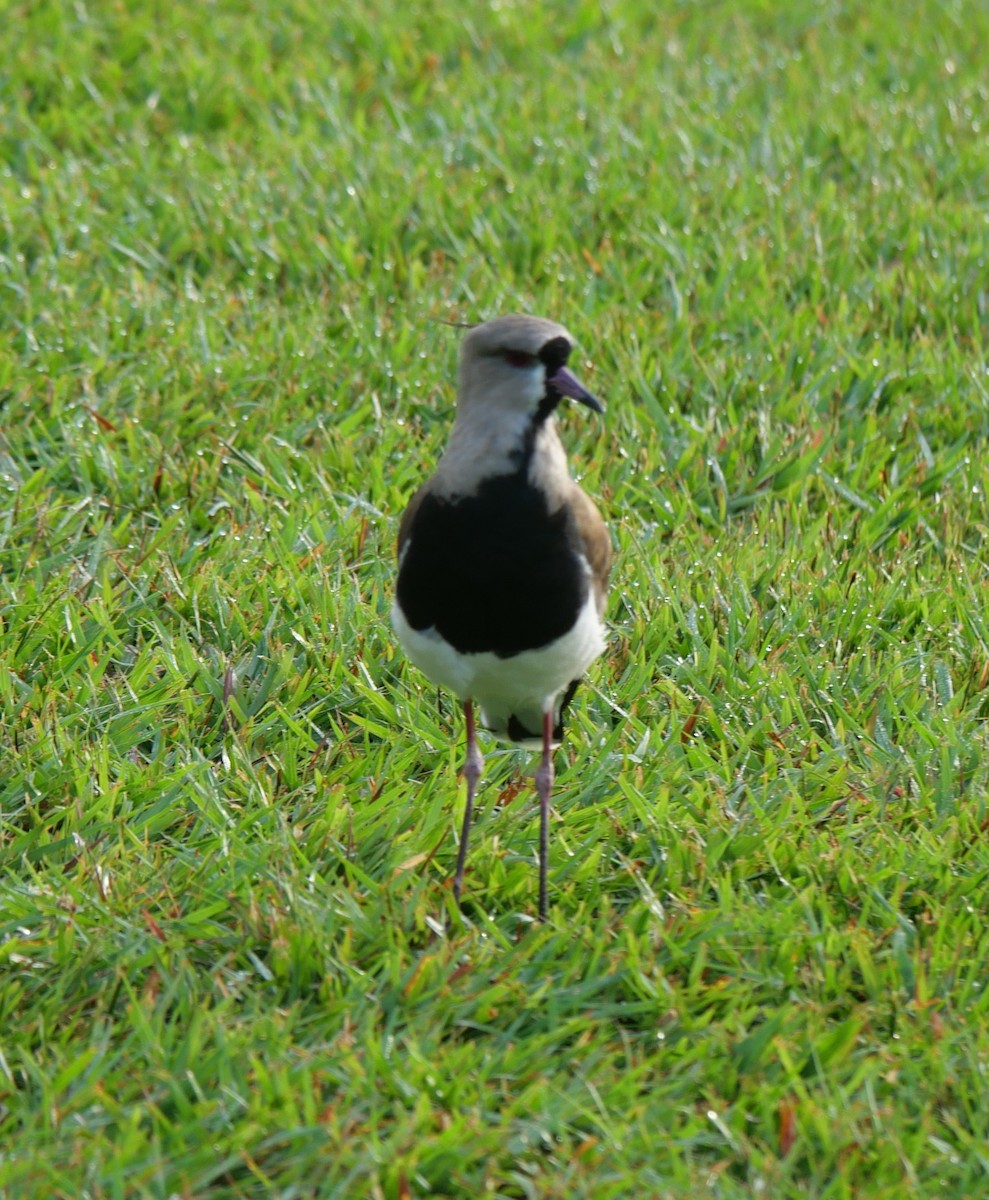 Southern Lapwing - ML647037146