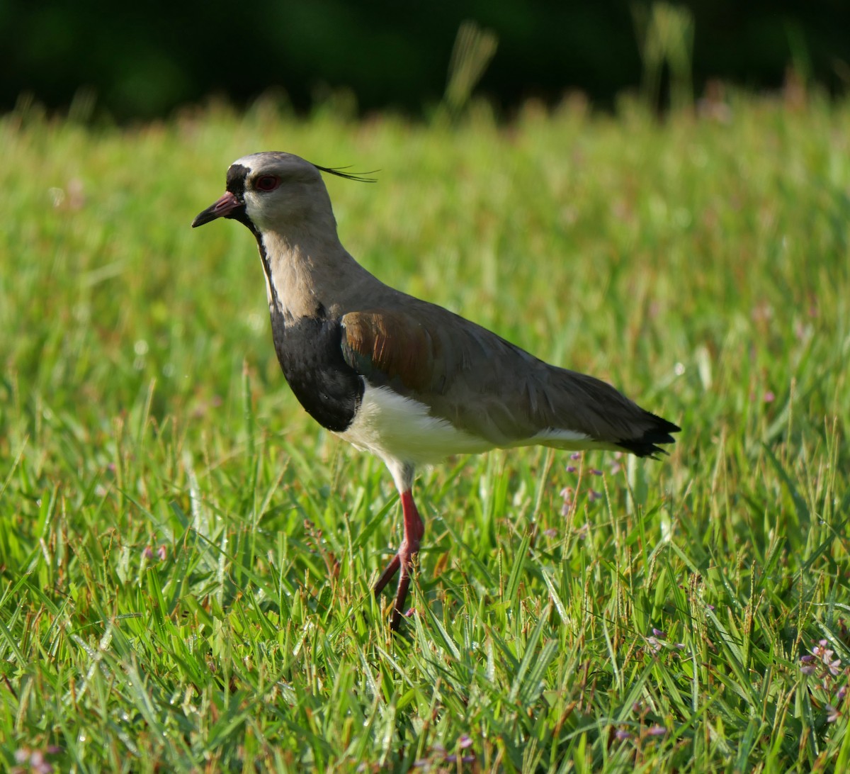 Southern Lapwing - ML647037147