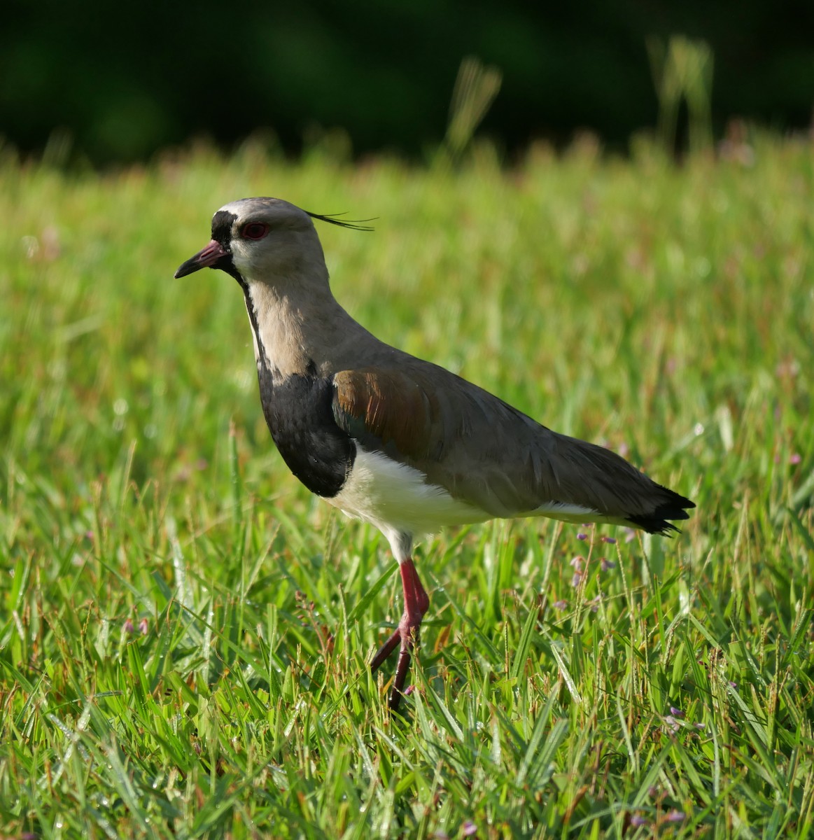 Southern Lapwing - ML647037148