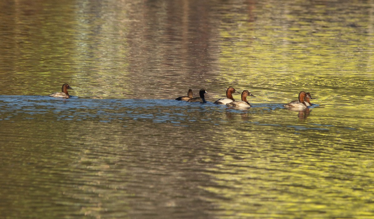 Murgilari bizkarzuria - ML647037152