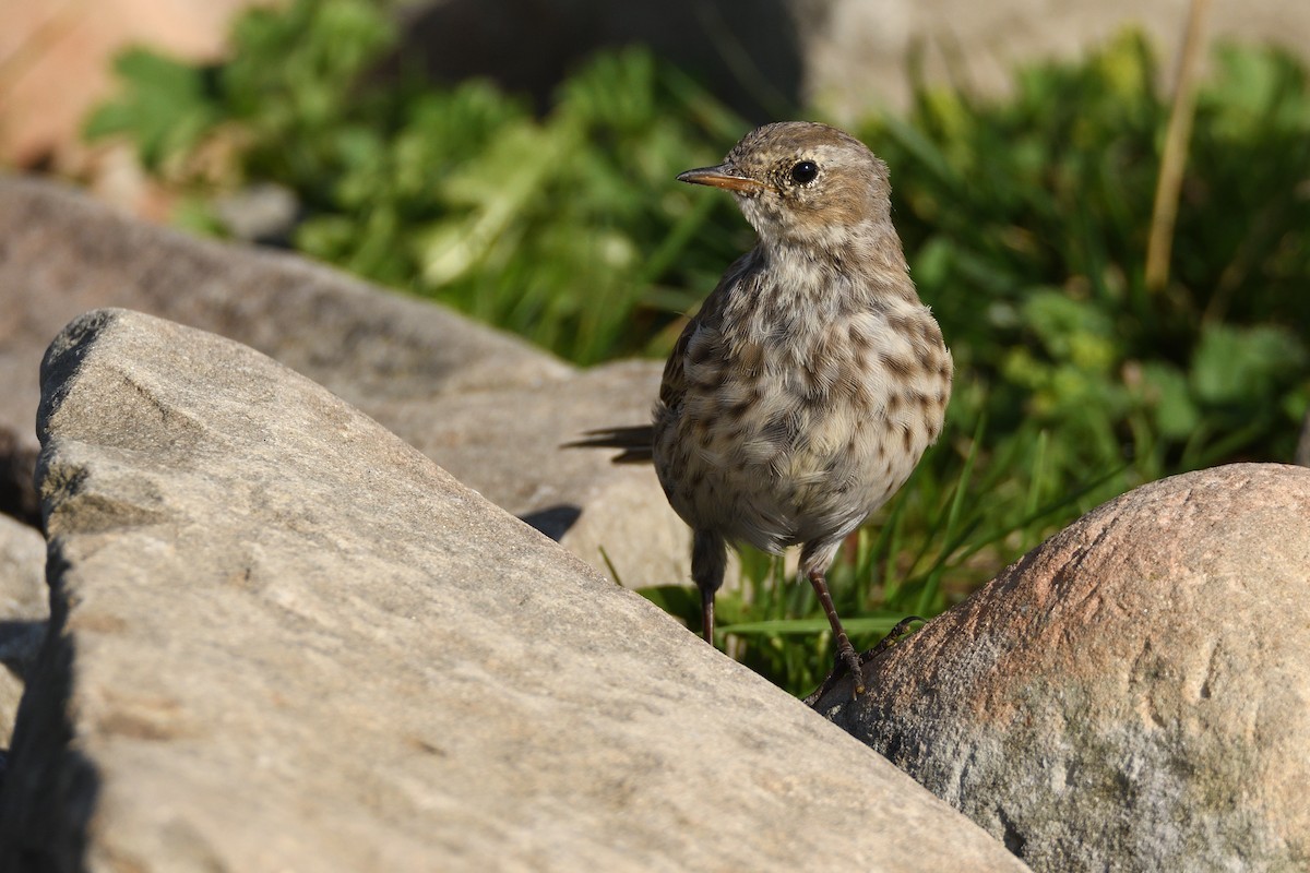 Water Pipit - ML647037156