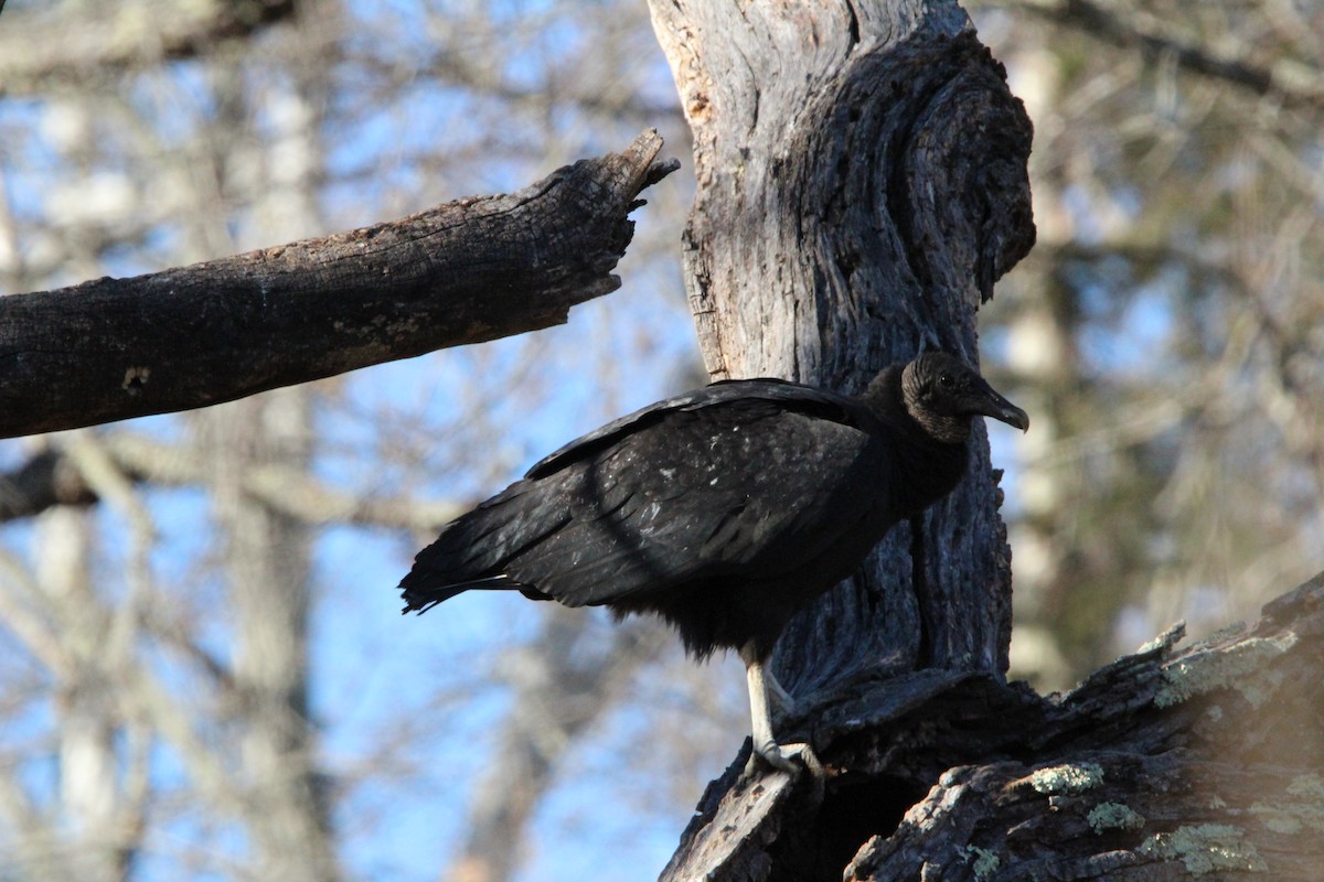 Black Vulture - ML647037160