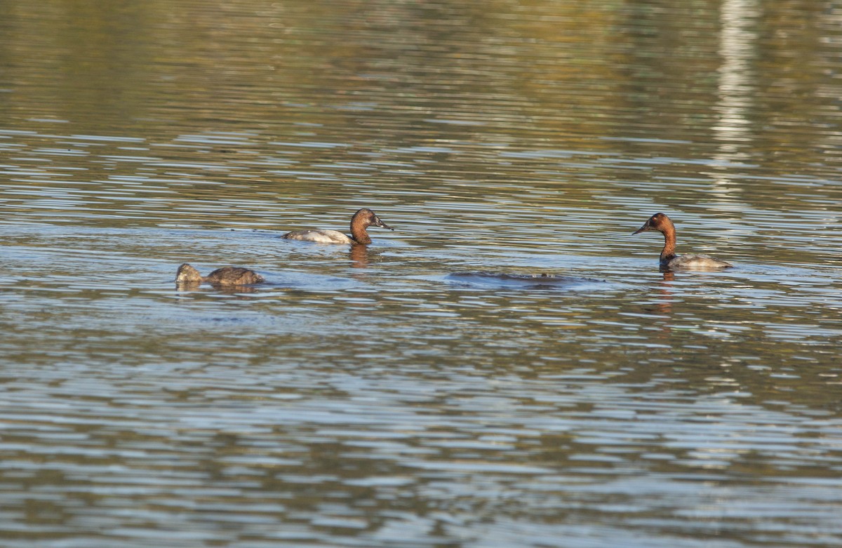 Murgilari bizkarzuria - ML647037162