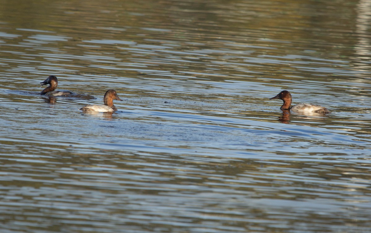 Murgilari bizkarzuria - ML647037163