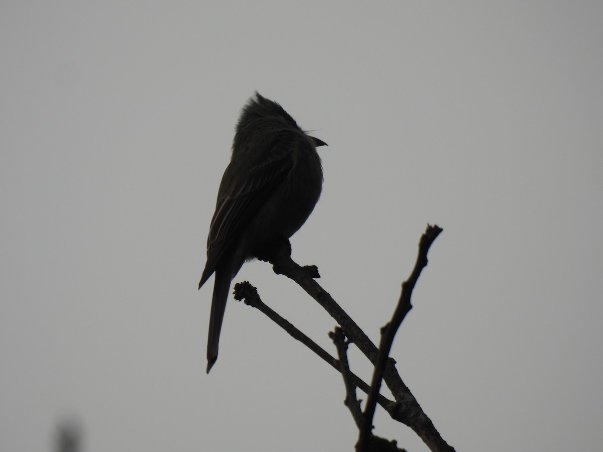 Greater Pewee - ML647037164