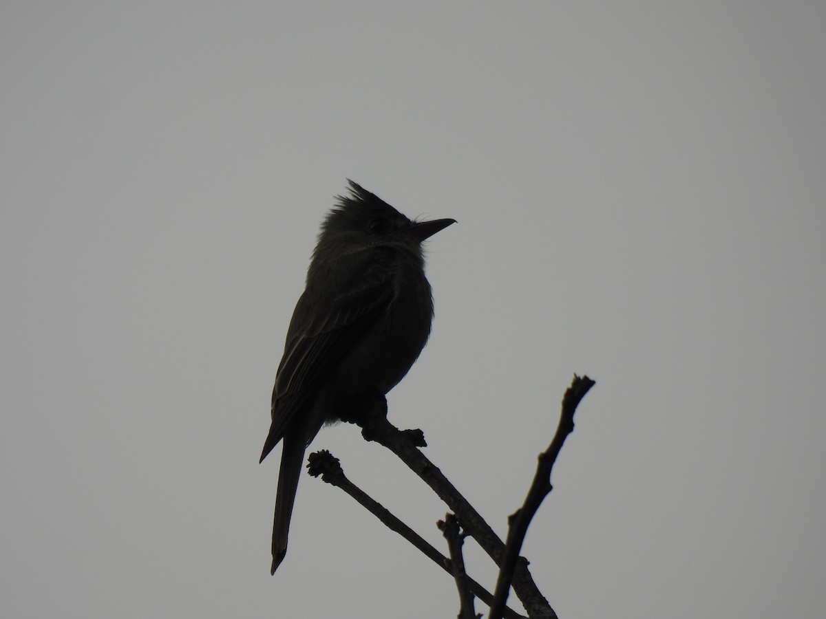 Greater Pewee - ML647037165