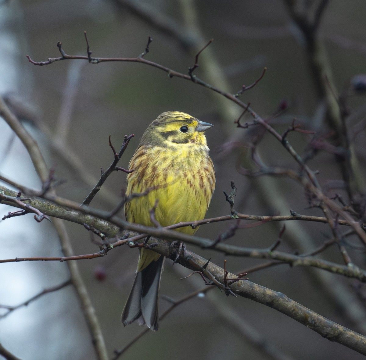 strnad obecný - ML647037166