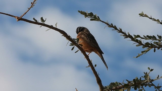 גיבתון קינמון - ML647037184