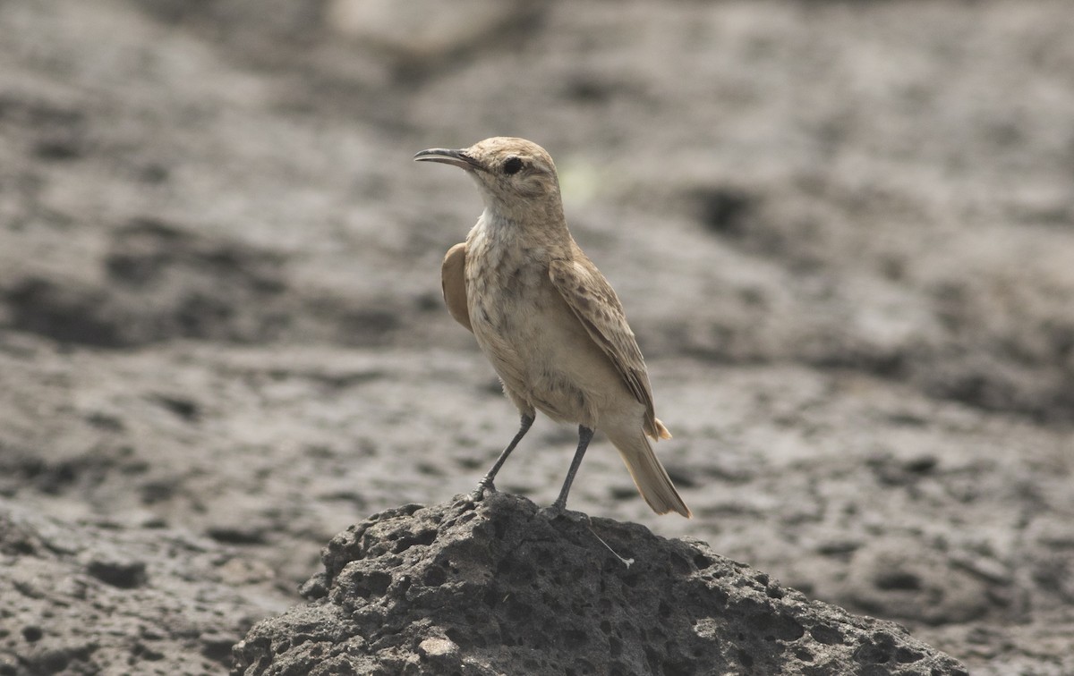 Common Miner - ML647037185