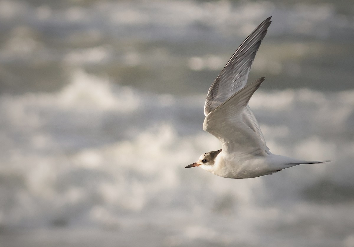 Arctic Tern - ML647037186