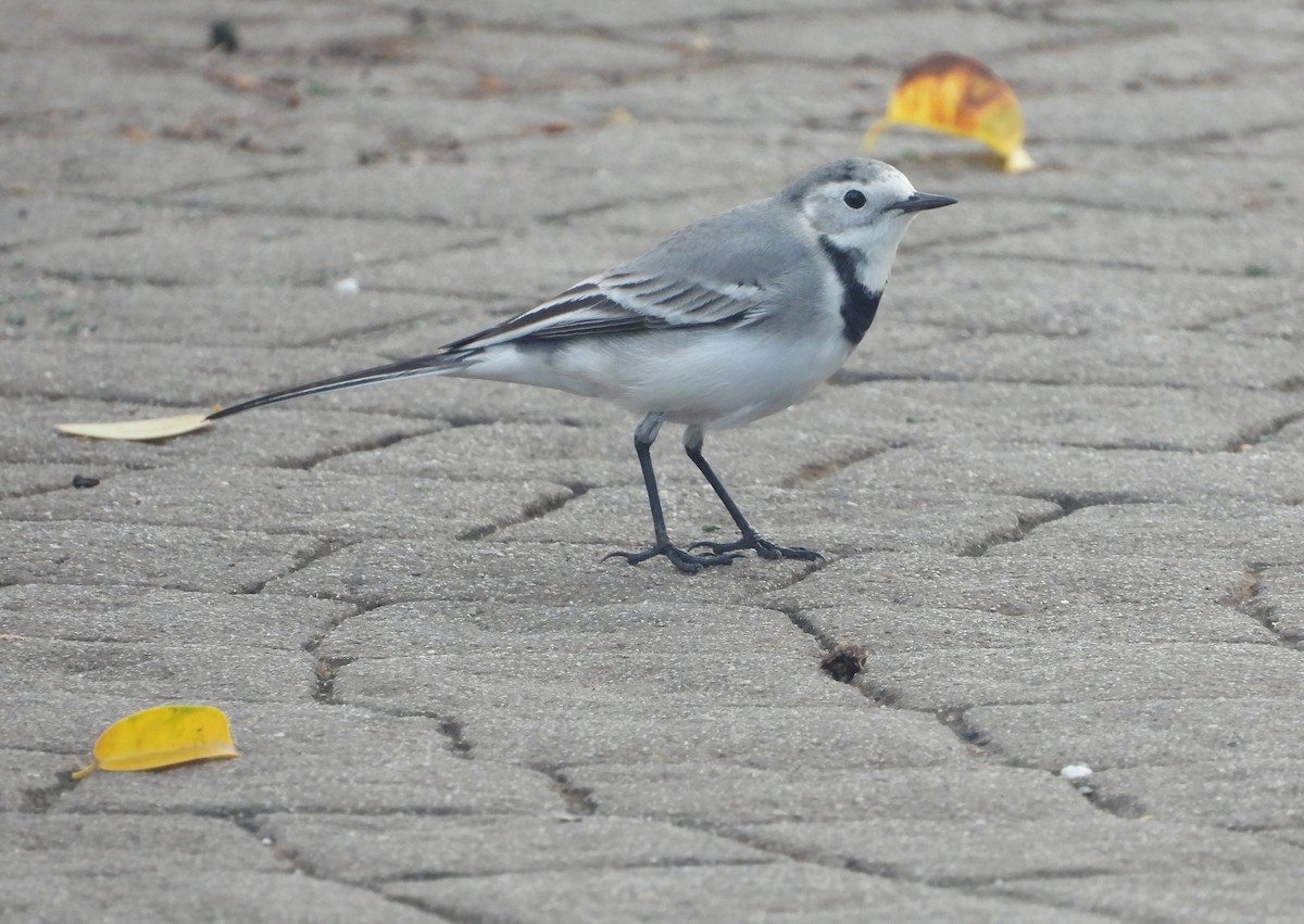 Плиска біла - ML647037193