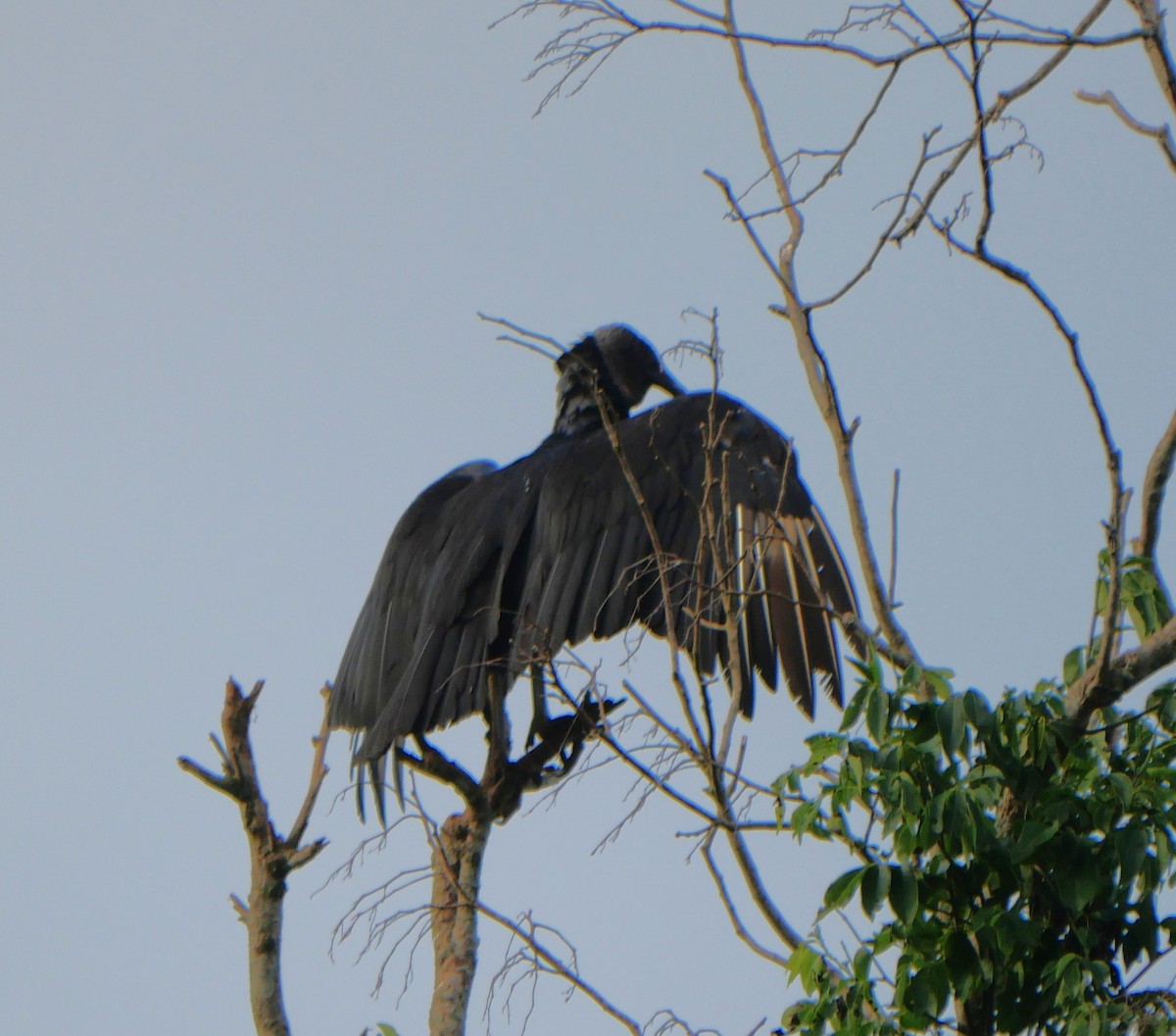 Black Vulture - ML647037196