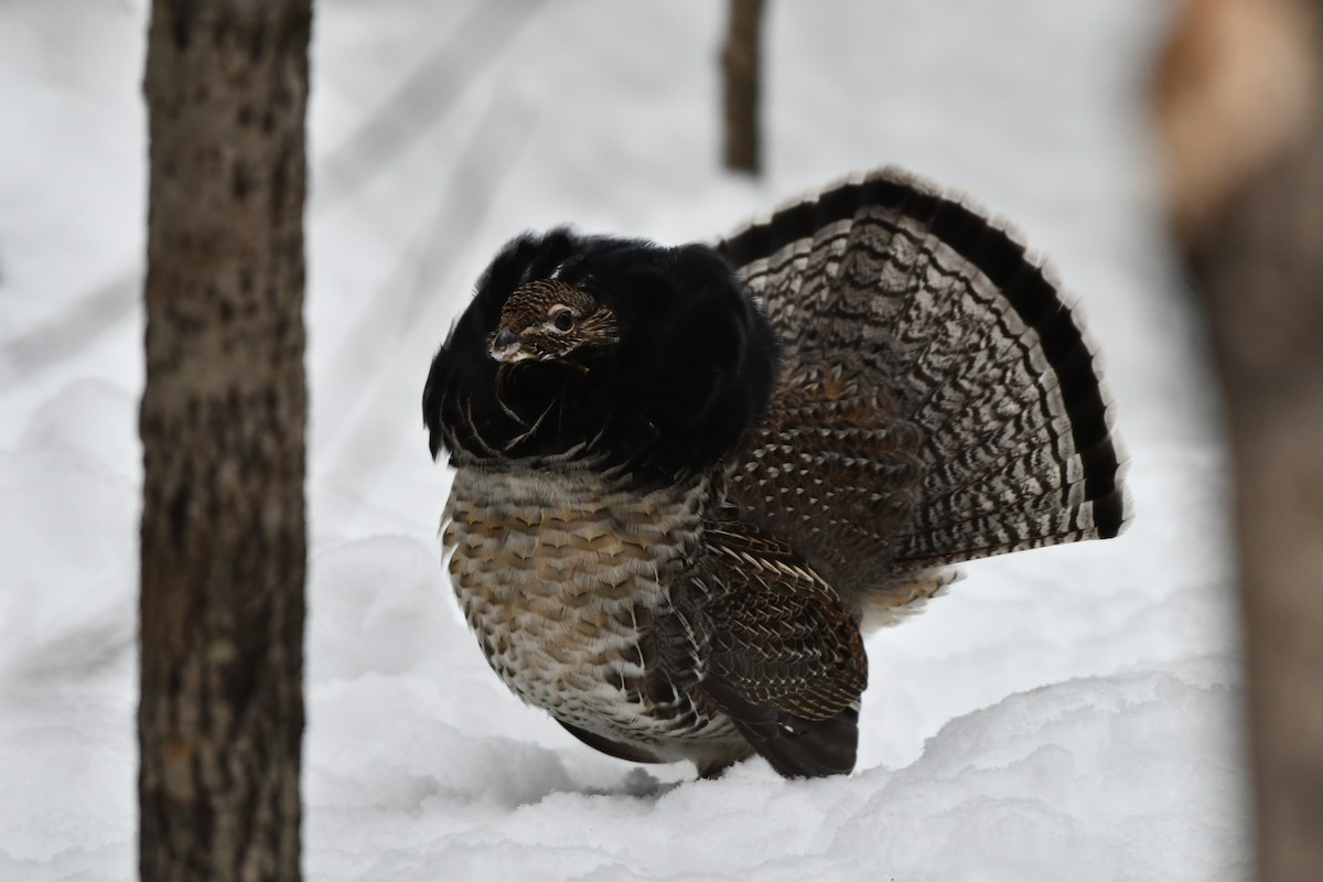 jeřábek kanadský - ML647037197