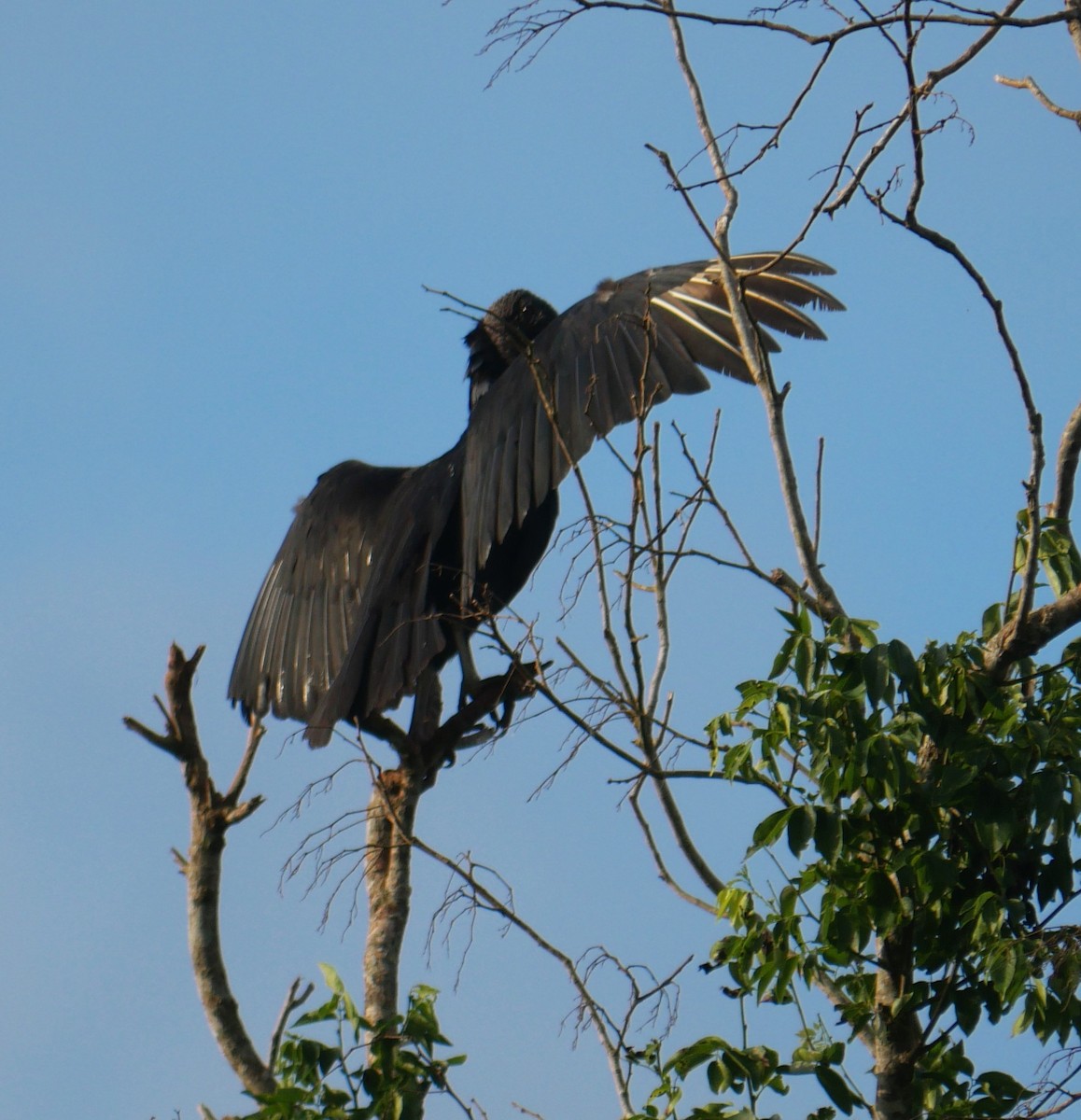 Black Vulture - ML647037198