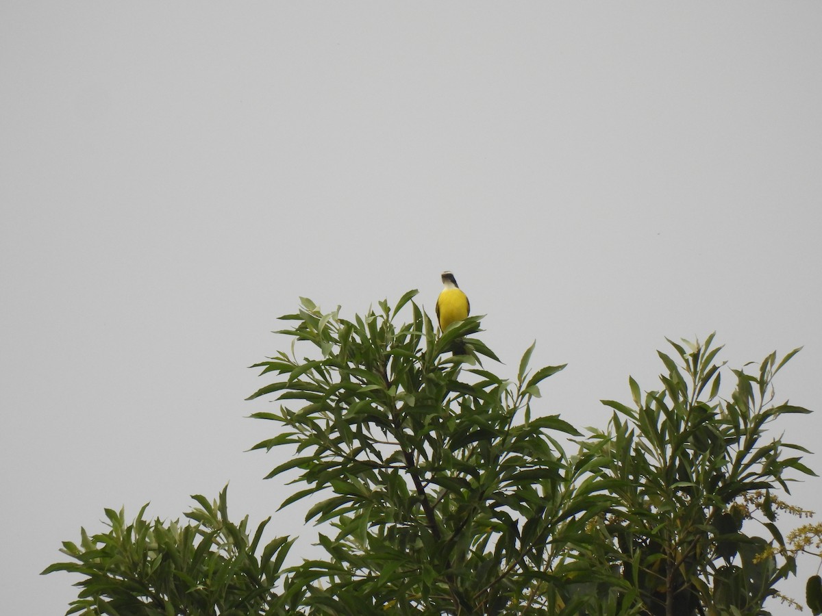 Social Flycatcher - ML647037199