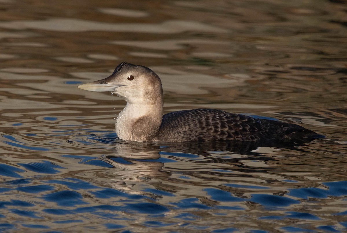 Yellow-billed Loon - ML647037203