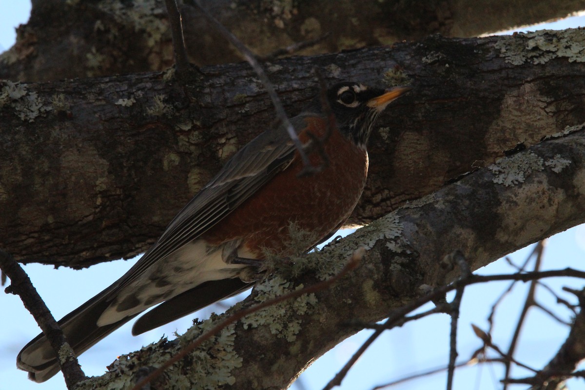 American Robin - ML647037223