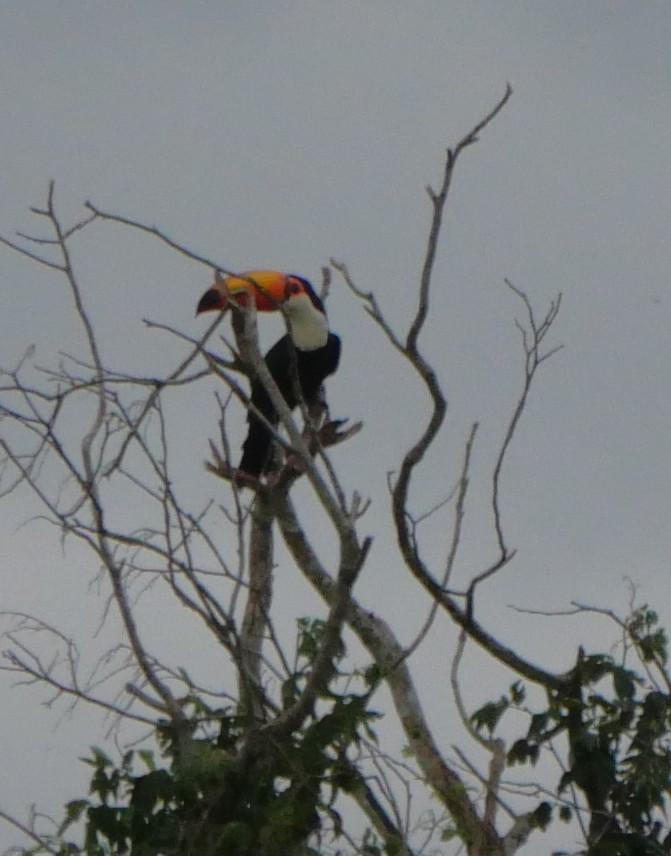 Toco Toucan - ML647037225