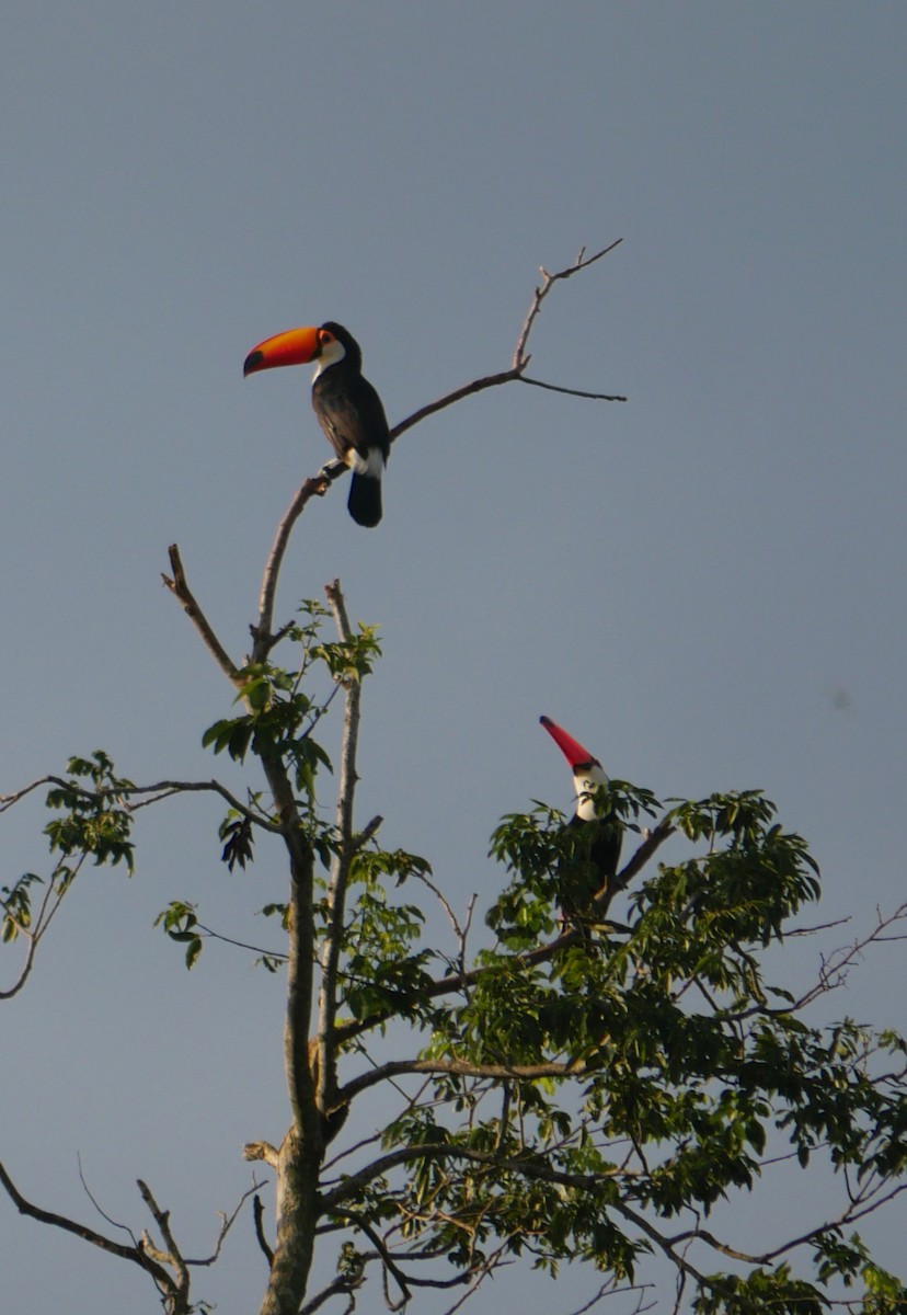 Toco Toucan - ML647037227