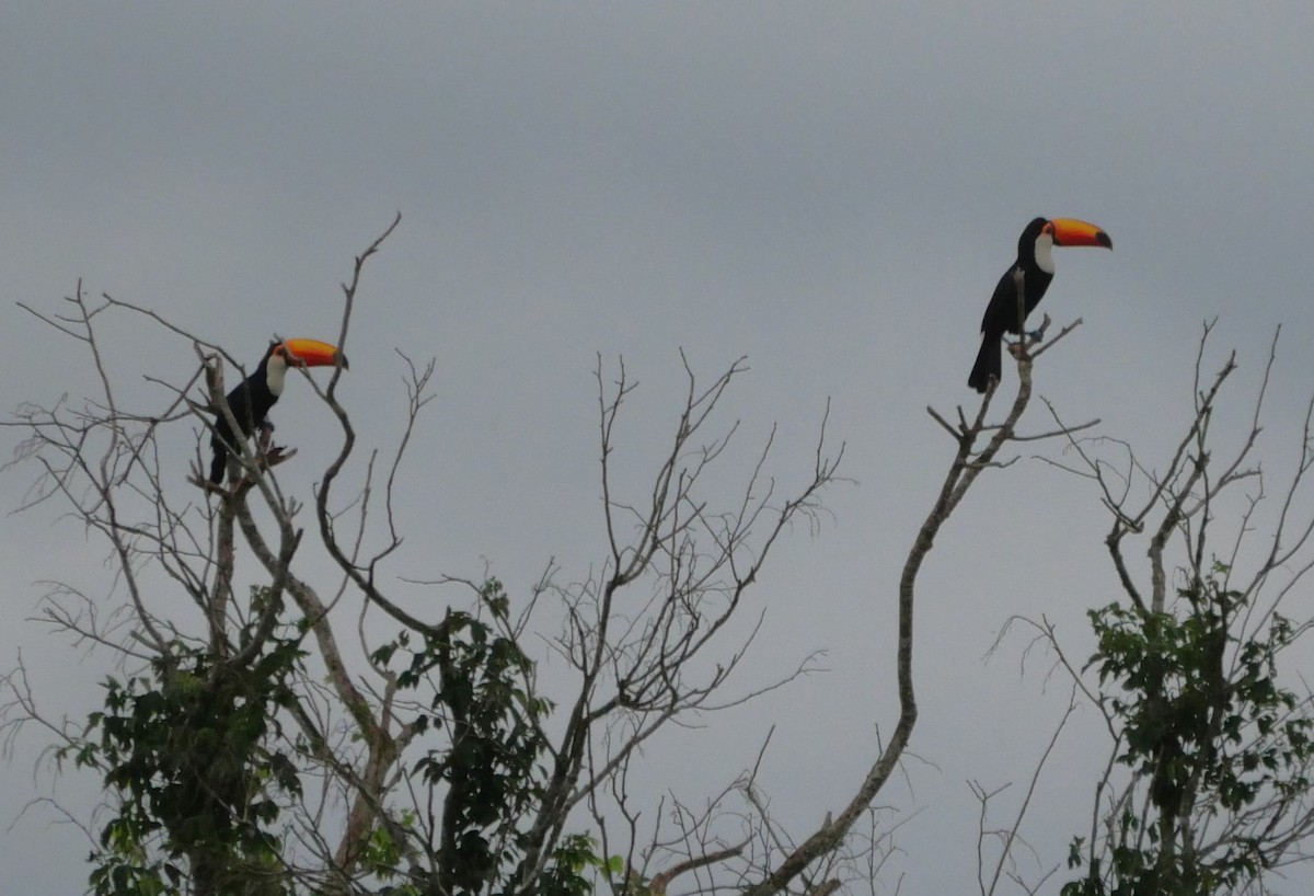 Toco Toucan - ML647037229