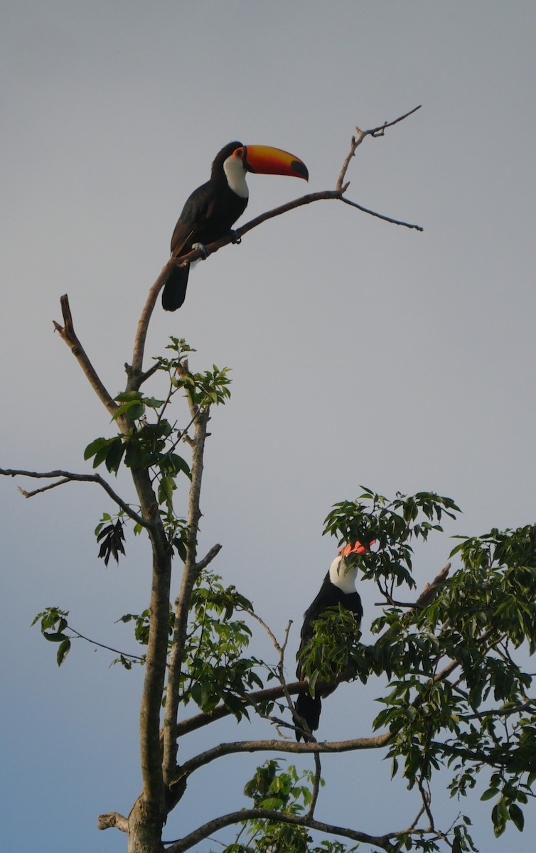 Toco Toucan - ML647037233