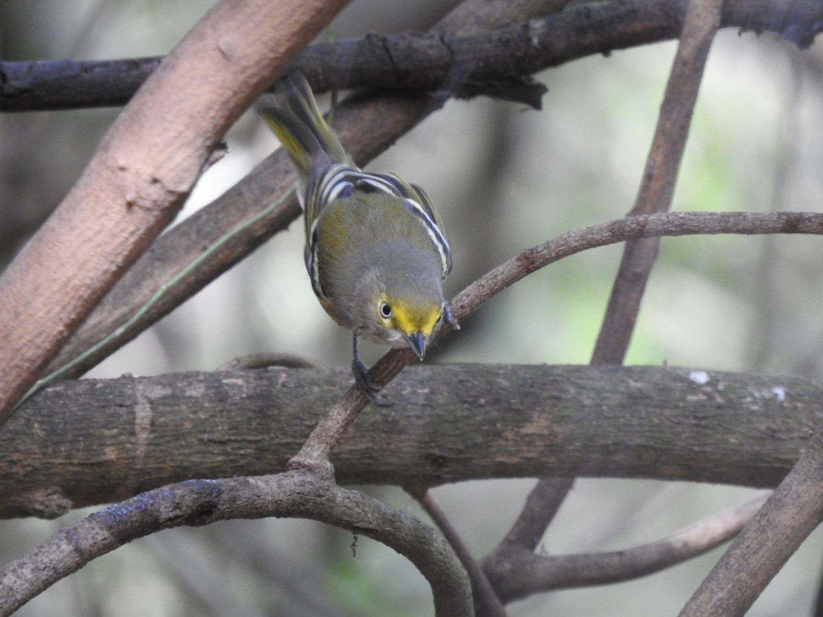 White-eyed Vireo - ML647037241