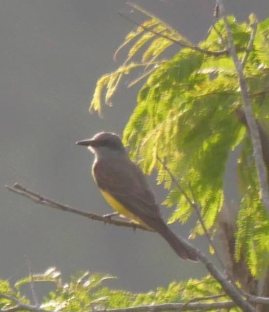 Tropical Kingbird - ML647037249
