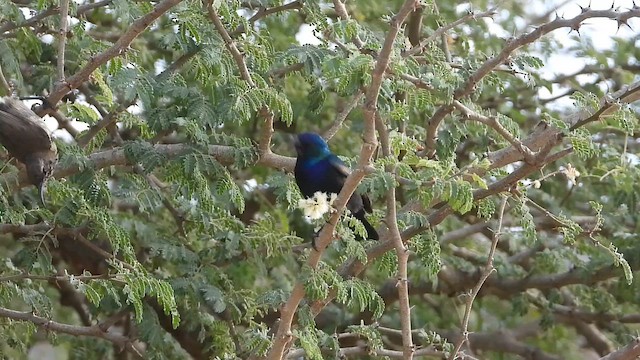 צופית בוהקת - ML647037255