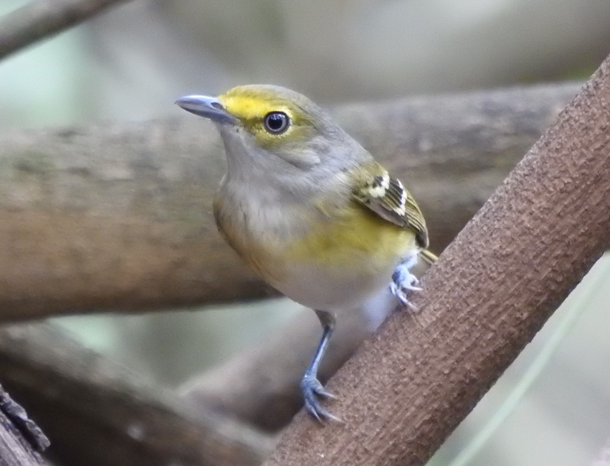 White-eyed Vireo - ML647037256