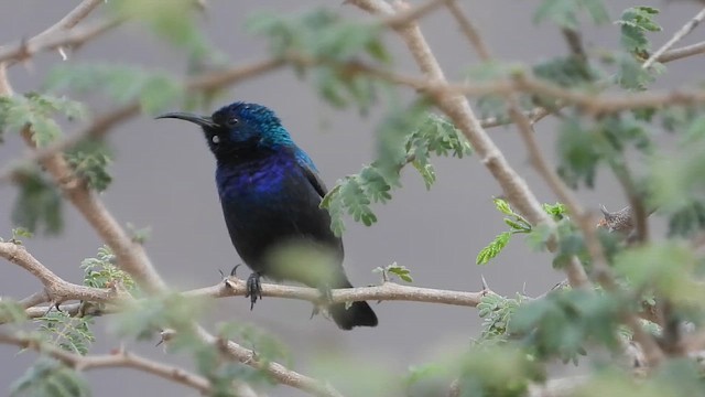 צופית בוהקת - ML647037258