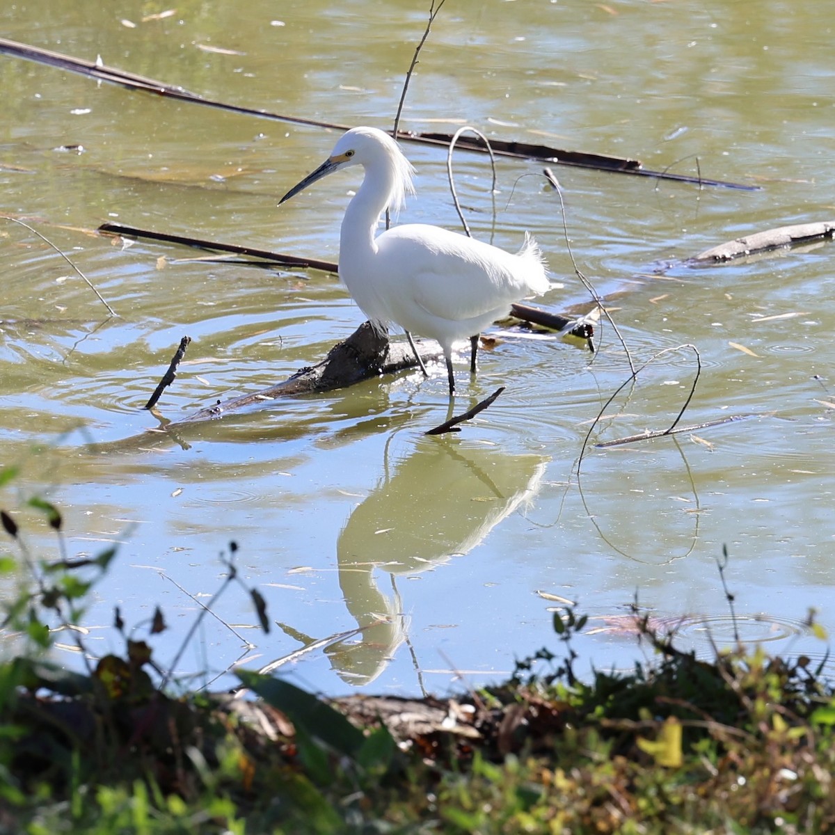 Garceta Nívea - ML647037263