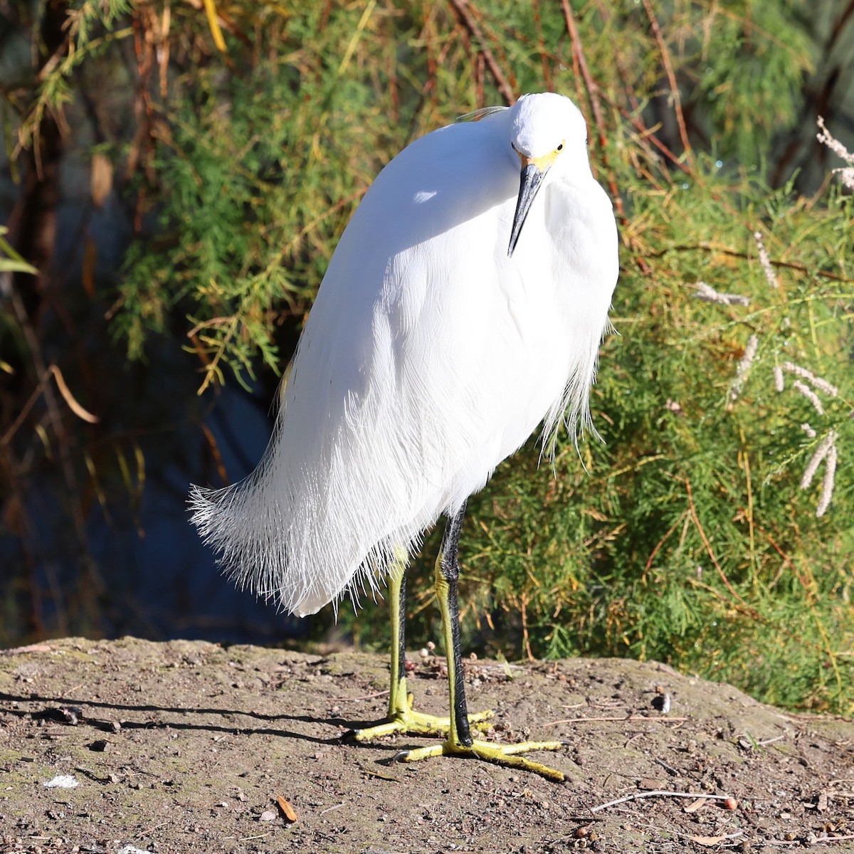 Garceta Nívea - ML647037266