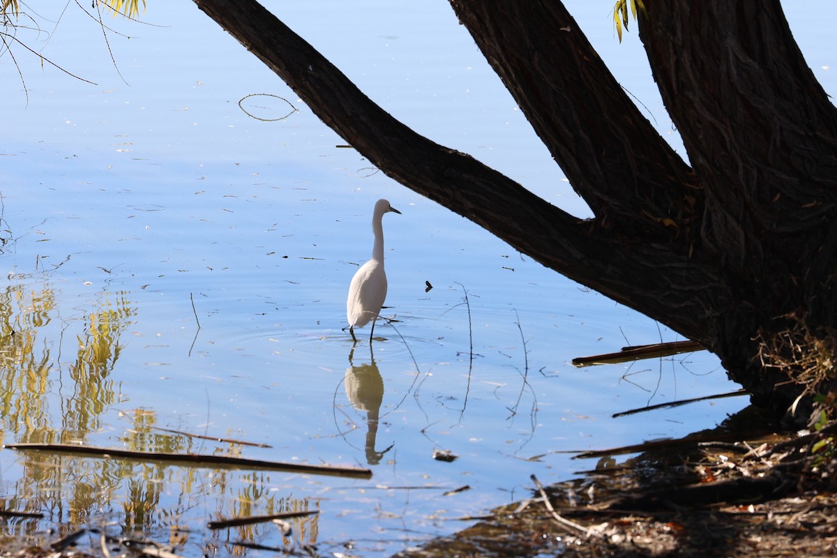 Garceta Nívea - ML647037268