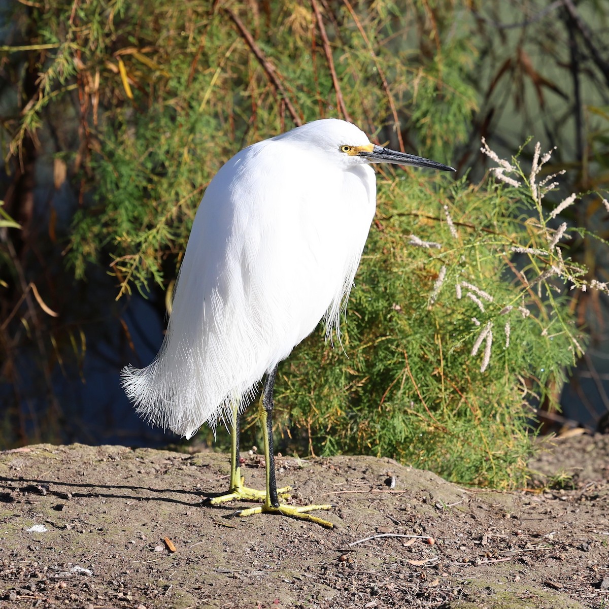 Garceta Nívea - ML647037269
