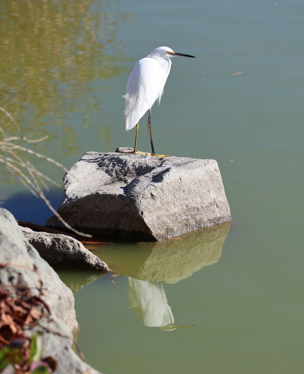 Garceta Nívea - ML647037270