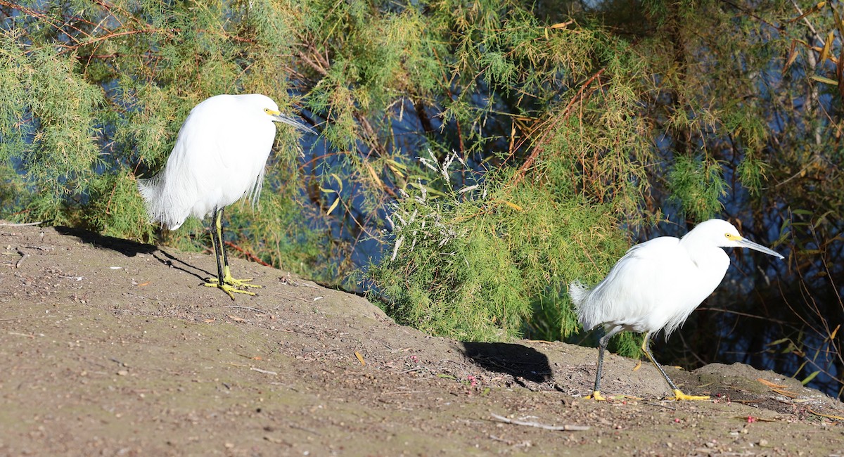 Garceta Nívea - ML647037271