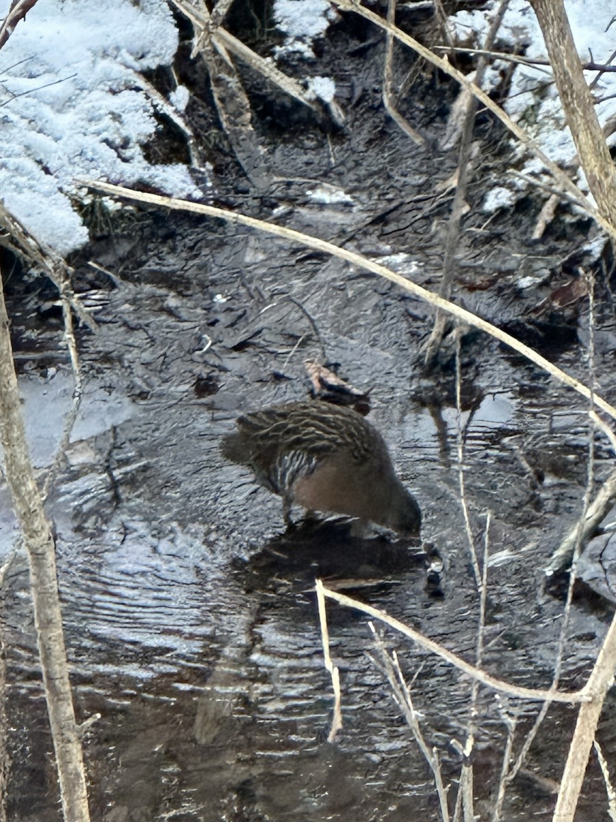 Пастушок віргінський - ML647037275