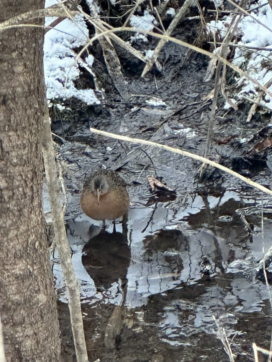 Пастушок віргінський - ML647037276