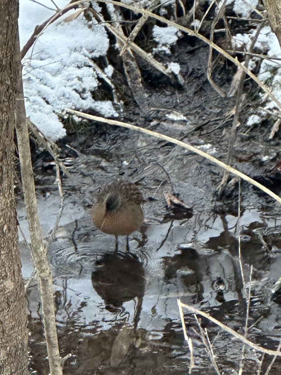 Пастушок віргінський - ML647037277