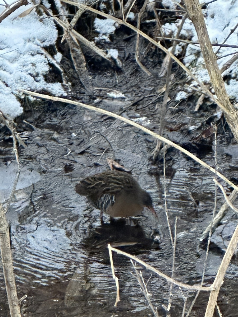 Пастушок віргінський - ML647037278