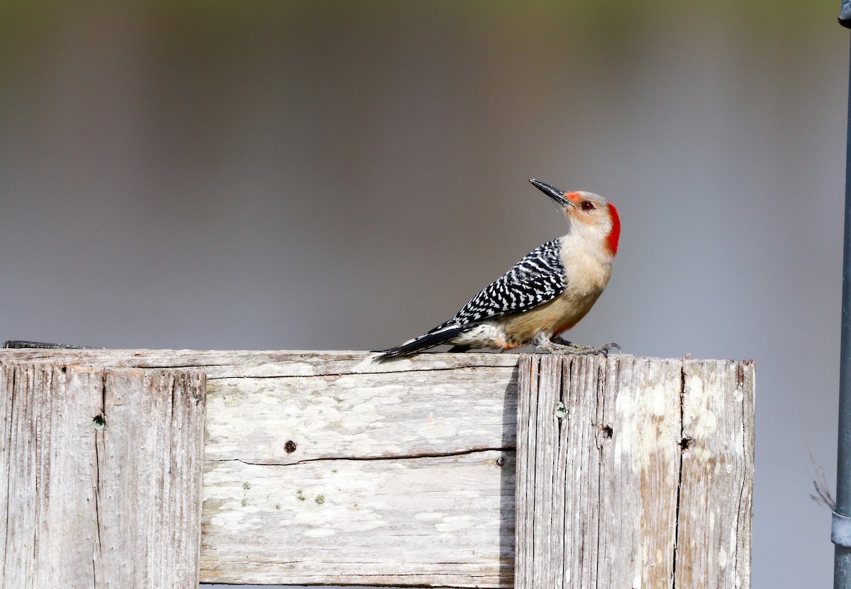 シマセゲラ - ML647037291