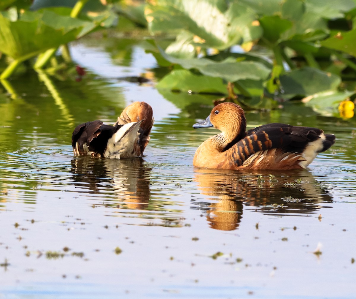 Zuhaitz-ahate kolorebikoa - ML647037292