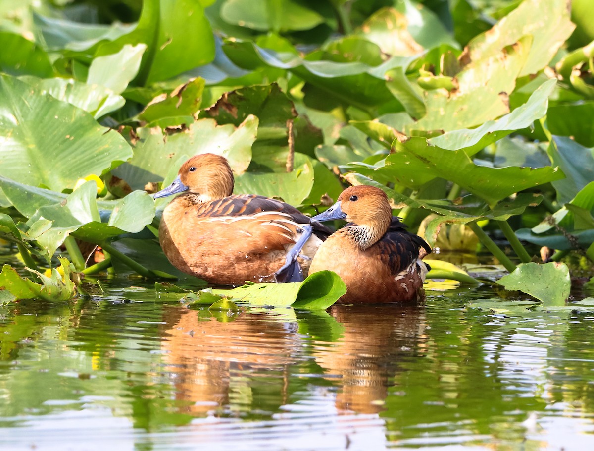 Zuhaitz-ahate kolorebikoa - ML647037293