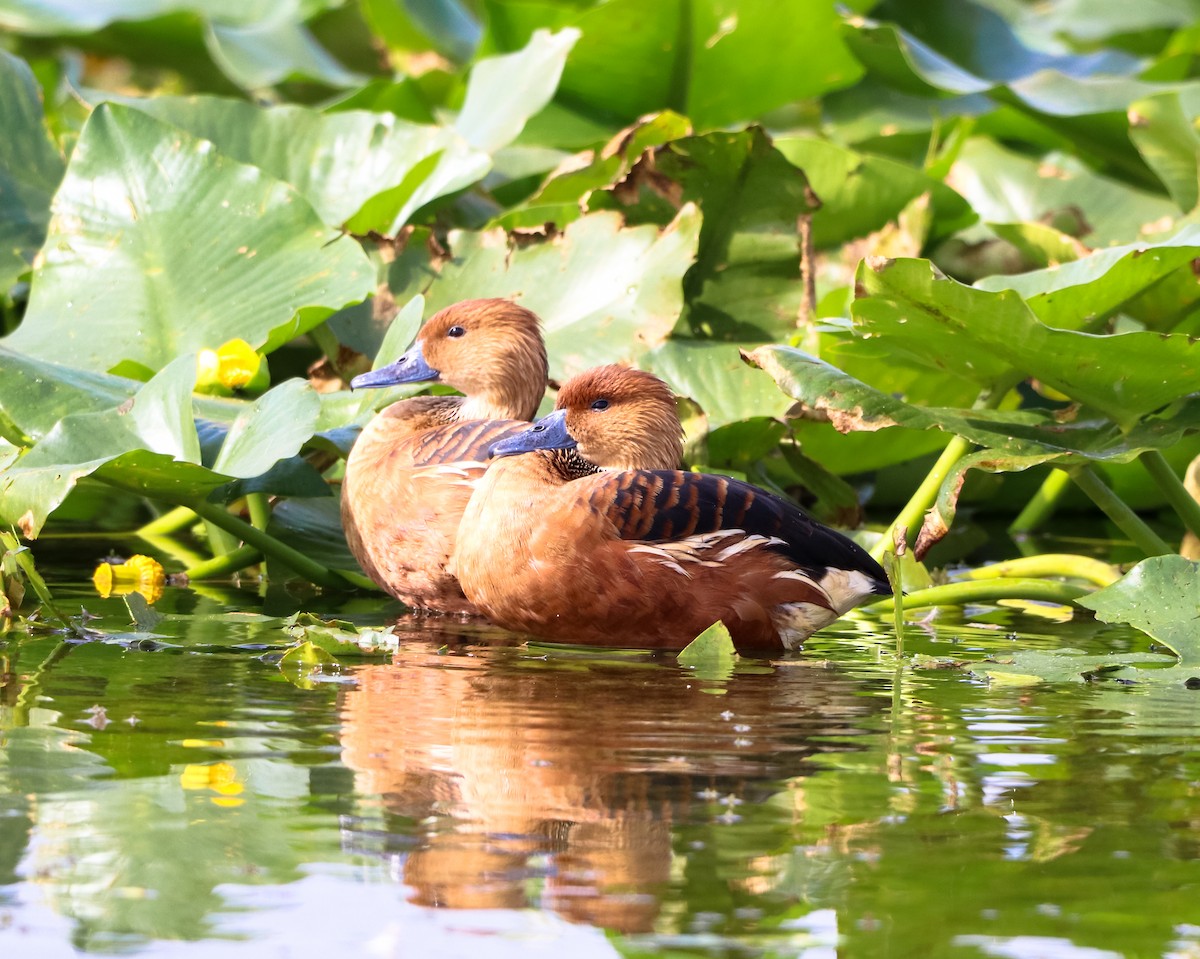 Zuhaitz-ahate kolorebikoa - ML647037294