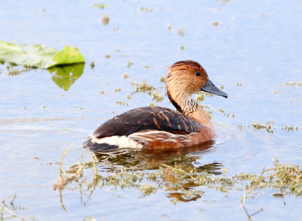 Zuhaitz-ahate kolorebikoa - ML647037295