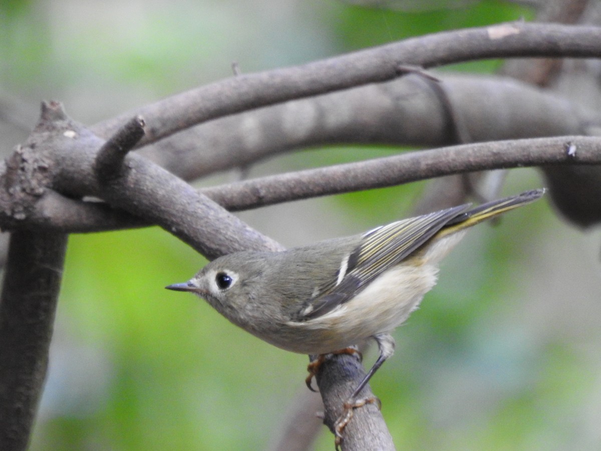 Ruby-crowned Kinglet - ML647037299