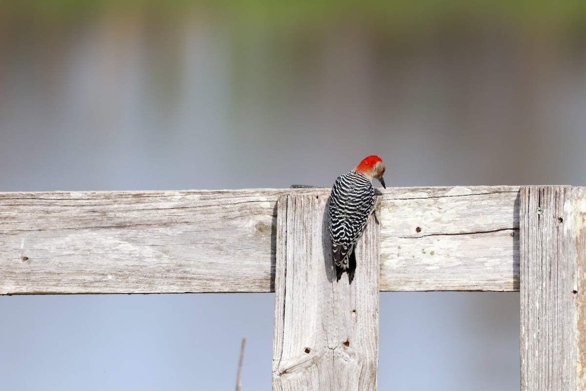 シマセゲラ - ML647037300