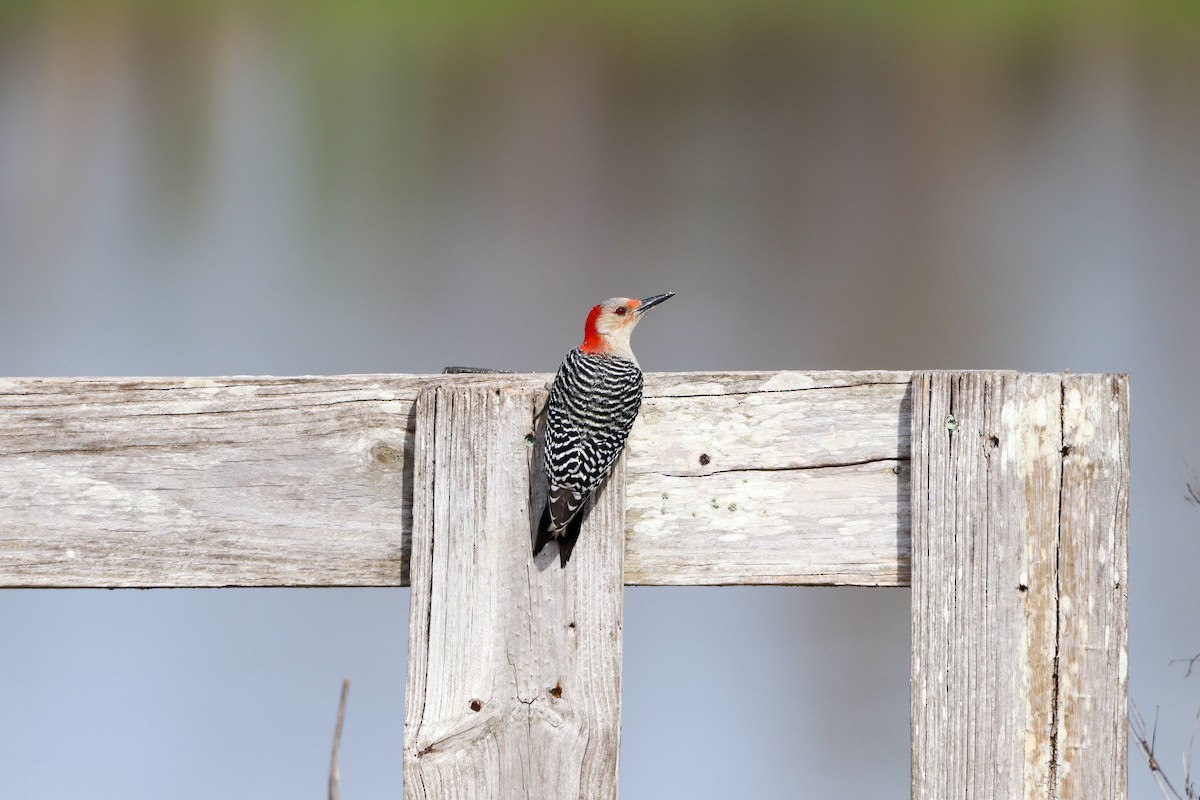 シマセゲラ - ML647037302