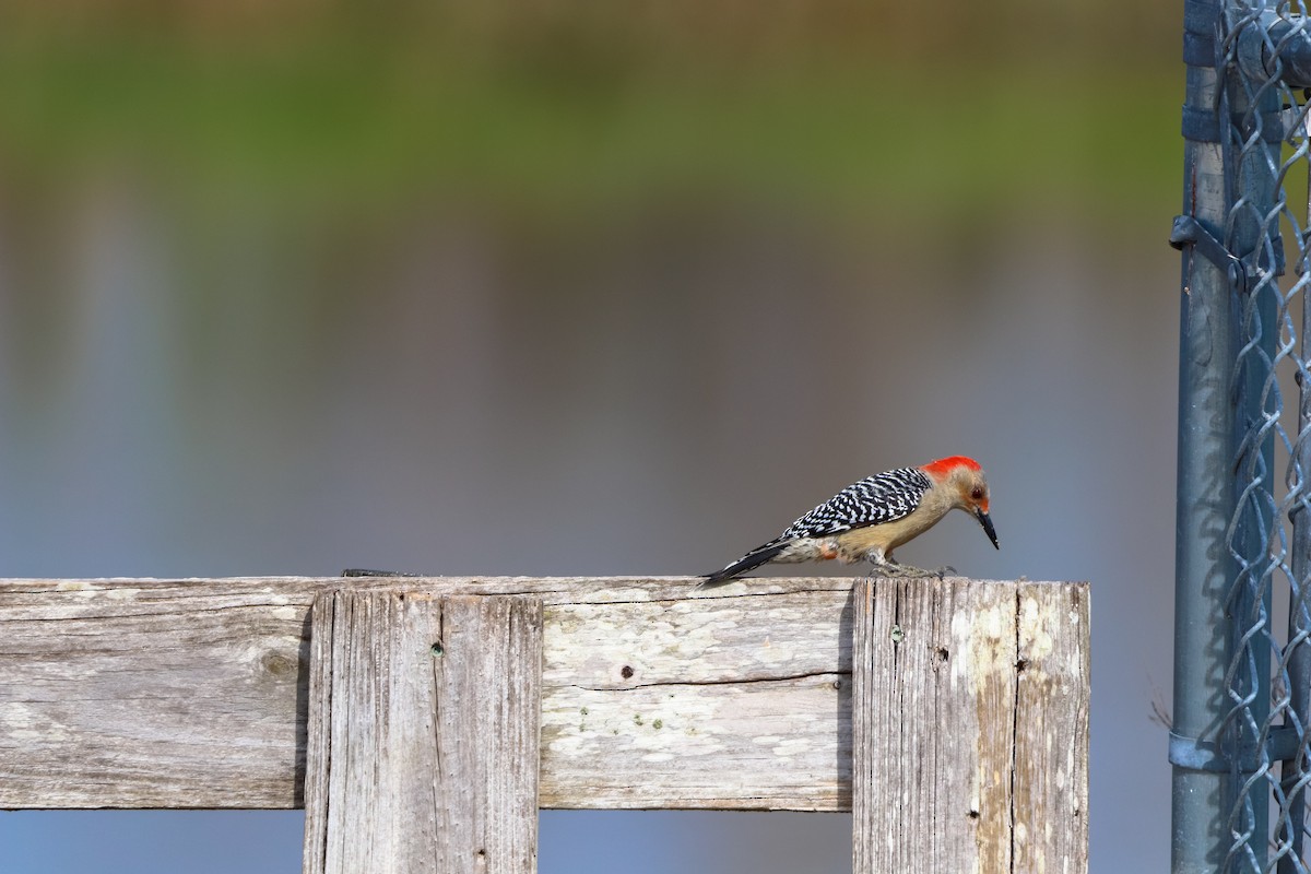 シマセゲラ - ML647037304