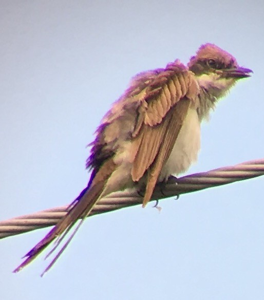 Fork-tailed Flycatcher - ML64703731